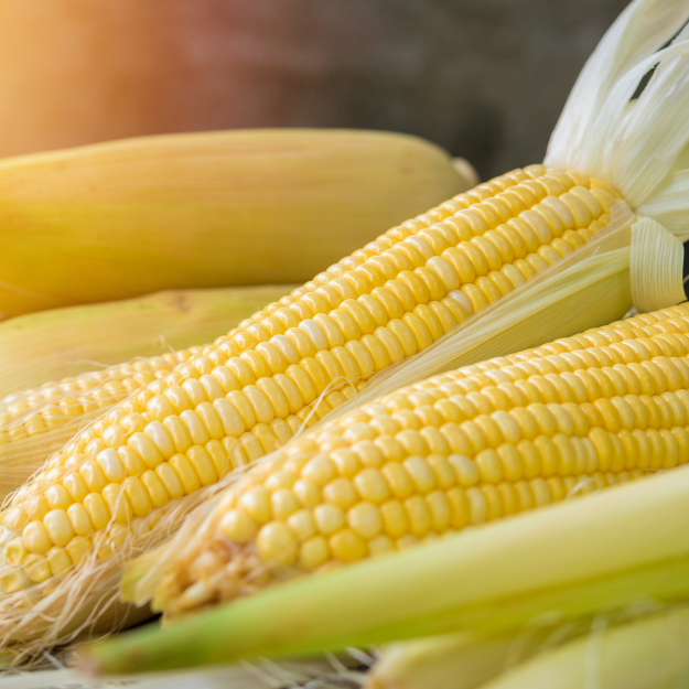 Corn Image